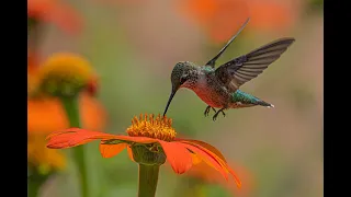 Hummingbird Sounds - 1 Hour (Bird-Attracting, Ambient, White-noise, Study, Focus, ASMR, Meditation)