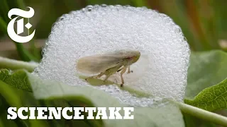 To Survive, This Bug Builds a House of Bubbles | ScienceTake