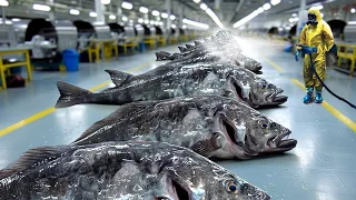 This is Why Chilean Sea Bass is So Expensive - Modern Fish Processing Factory