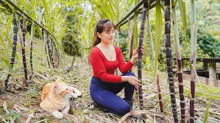 Take care of sugar cane - Weeding the garden - OFF GRID FARM | Nhất Daily Life