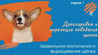 Воспитание, дрессировка и коррекция поведения щенка. Серия 7