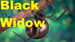 🕷️ Black Widow Mysteries: 10 Startling Facts About Venom & Behavior | 2024 Update | TheCoolFactShow