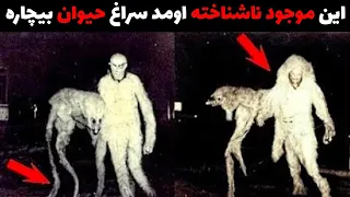 این ویدیو‌ شمارو میخکوب میکنه | اجنه کوتوله میاد سراغ اسب بیچاره