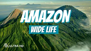 Amazon 4k - The World’s Largest Tropical Rainforest | Travelia | Scenic Relaxation Film