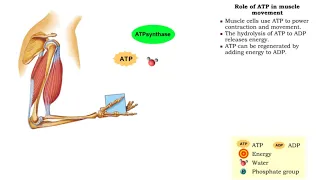 Role of ATP in muscle movement