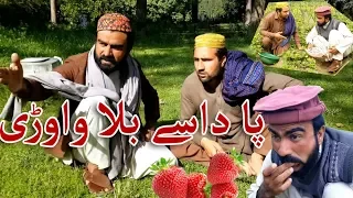 Che Pa Dase Bala Wawre || Takar Vines pashto funny video