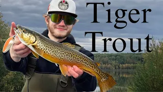 Hybrid Tiger Trout - 3 Must Have Lures