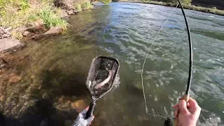 Deschutes River Salmon Fly Hatch