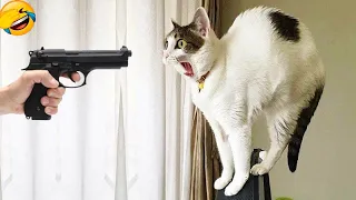 Try Not To Laugh Challenge 😂  - Best Funny Dogs And Cats Videos 2023  - Part21/Pet Sun
