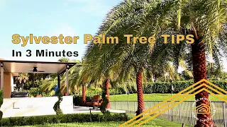 TIPS from the Sylvester Palm Tree Expert | What you should know.