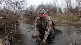 Trout Fishing for Huge Wild Browns using the Best Lure in the World #mepps #aglia #fishing