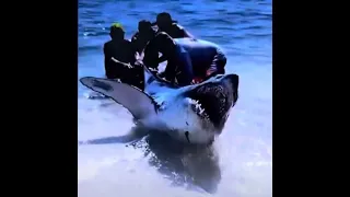 Great White Shark Rescue