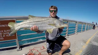 Non Stop Big Snook Action!(Sebastian Inlet Fishing)