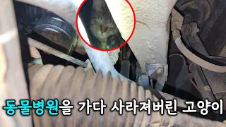 이동장 문이 열리면서 사라져버린 고양이..(고양이탐정)