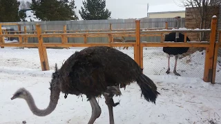 Самое смешное видео .Я жутко боюсь страусов./The funniest video .I'm terribly afraid of ostriches.