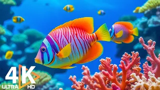 Aquarium 4K VIDEO (ULTRA HD) 🐠 Beautiful Coral Reef Fish - Peaceful Music & Colorful Marine Life #13