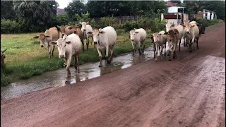 ទេសភាពក្រោយមេឃភ្លៀងរួច គោដើរលេងទឹក # View after rain with many cows in Preah Vihear province