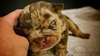 Crown 👑 Chocolate Tan Merle English Bulldog