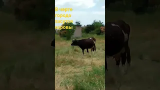 В черте города пасутся коровы