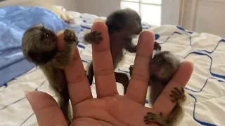 Adorable Finger Marmoset Monkey