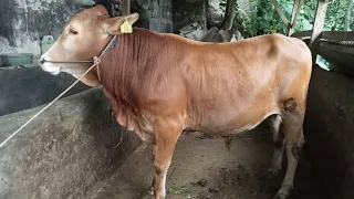 Satu-satunya kandang sapi dua tingkat yang ada di Desa Cimaskara