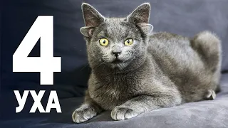 Кошка-мутант покоряет Интернет