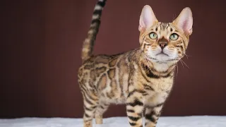 Bengal brown male , 6 month 🤎 DOB : Nov-01-2023 ( Zoel & Pinky )