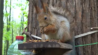 Белки, ворона и скворец / Squirrels, crow and starling