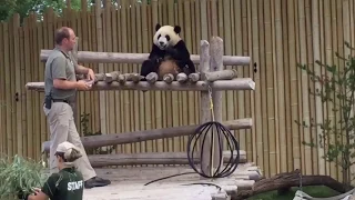 22-Month-Old Panda Jia Yueyue & Her Loving Keeper 8/13/2017