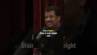 Neil deGrasse Tyson - Who's at the top of the food chain?