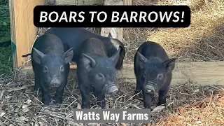 Boars To Barrow's | Piglett Castration Day