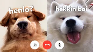 Dog Facetimes Girlfriend