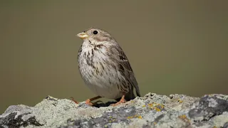 Tarla kirazkuşu - Corn Bunting - Emberiza calandra