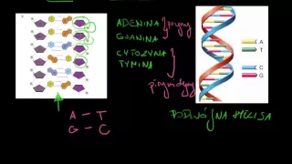DNA i kod genetyczny