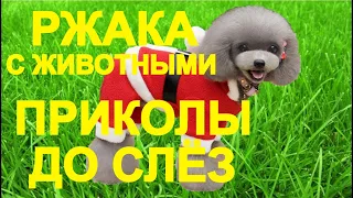 💥😜💥Я РЖАЛ ДО СЛЁЗ💥СМЕШНЫЕ ЖИВОТНЫЕ💥ПРИКОЛЫ С ЖИВОТНЫМИ💥КОТЫ💥СОБАКИ💥petsworld  #8