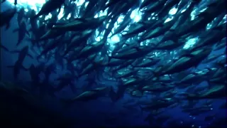 How Saving the Oceans Can Feed the World | Oceana