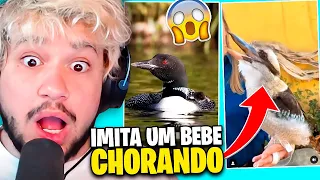 AS AVES MAIS BIZARRAS QUE VOCÊ VAI VER HOJE!