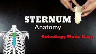 STERNUM Anatomy | Osteology - All you need to know in an easy way