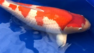 The most expensive koi fish in the world, 1.8 million dollar 1.6 million euro 203.000.000 Yen.