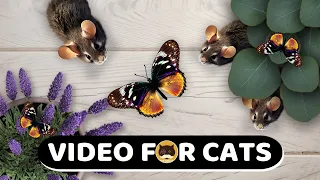 CAT GAMES - Mice, Butterflies, Ants, Strings. Videos for Cats to Watch | CAT & DOG TV | 1 Hour.