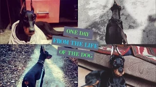 Один день из жизни собаки / One day from the life of the dog