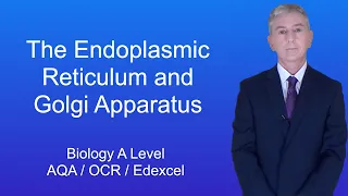 A Level Biology Revision "The Endoplasmic Reticulum and Golgi Apparatus"