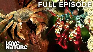 Mantis Shrimp Unleashes Deadly Hammer Attack | Speed Kills 101