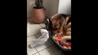 Funny Barking Cockatoo Parrot and German Shepherd. 😁😁😁