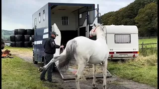 Horse flips over while loading with a pressure halter!!