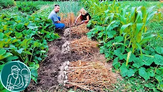 🧄 Harvesting garlic and Does the position of planting teeth really affect the harvest