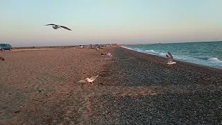 Чайки на пляже Фрунзе едят всё