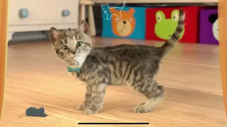 Cute Kitten Little Cat Adventure - Play Fun Pet Care - Preschool Educational Games #cats #cat #kitty