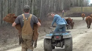 100 tons of beef: Helping chase Cows