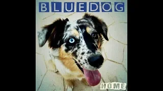 Bluedog — Trying To Get To You